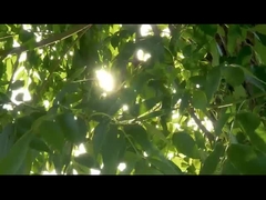 जांच सर्जिकल उपकरण